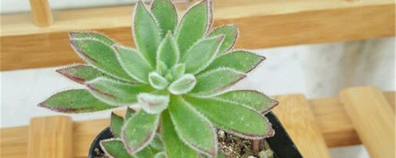 红辉艳的养殖办法和留意事项