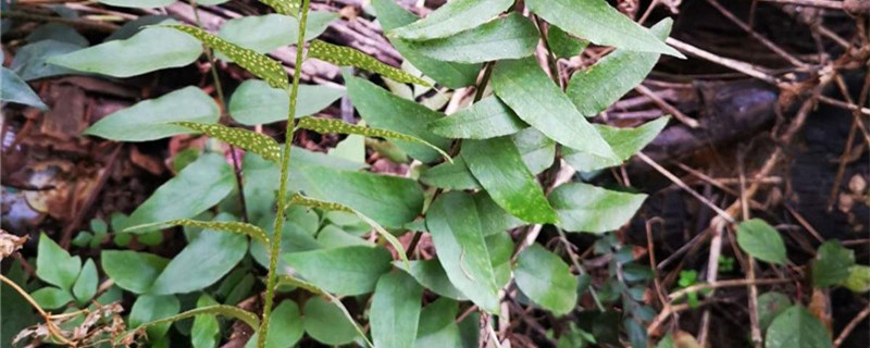 贯众的养殖办法和留意事项