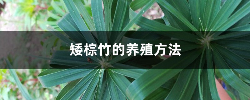 矮棕竹的养殖办法和留意事项