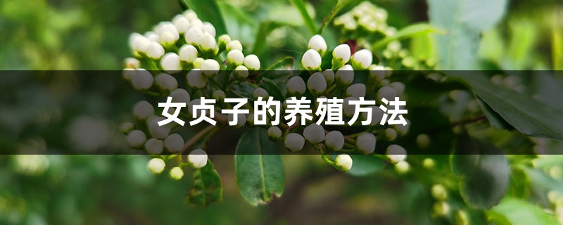 女贞子的养殖办法和留意事项