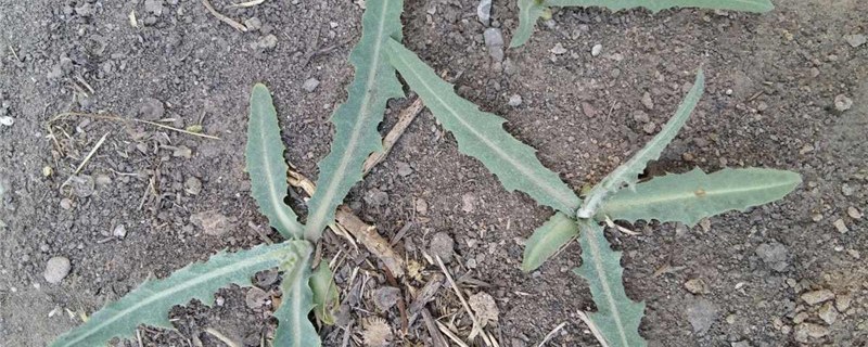 苦菜的养殖办法和留意事项