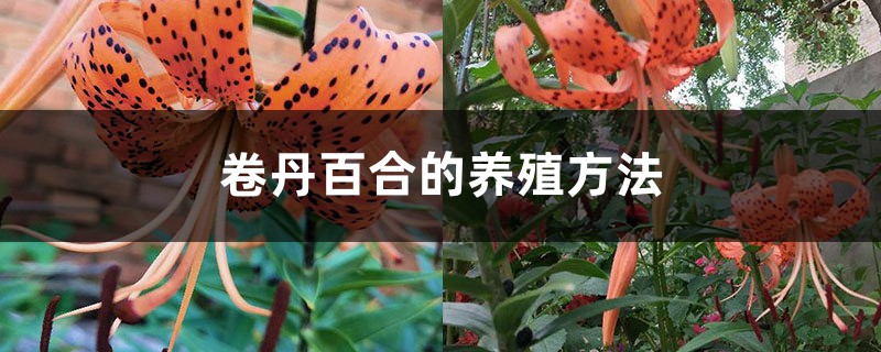 卷丹百合的养殖办法和留意事项