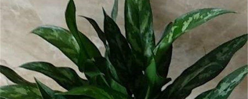 黑美人的养殖办法和留意事项