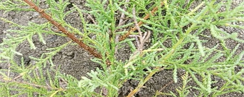 柽柳的养殖办法和留意事项