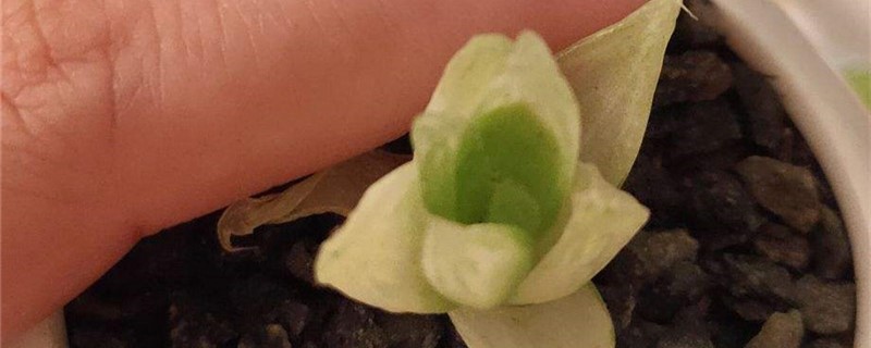 京之华锦的养殖办法和留意事项