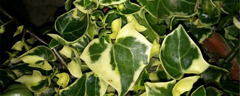 金玉菊的养殖办法和留意事项