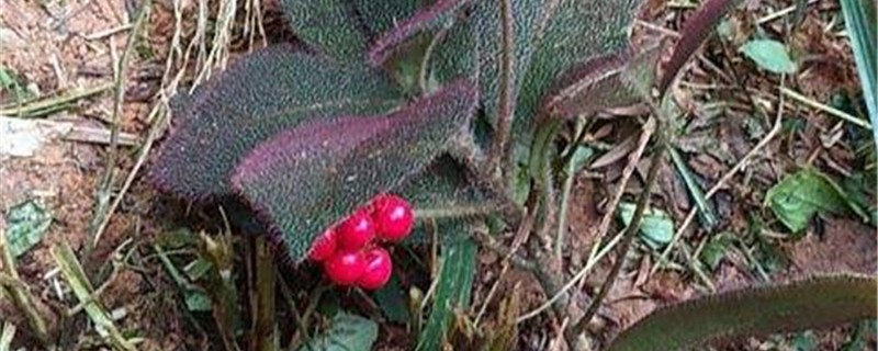 虎舌红的养殖办法和留意事项