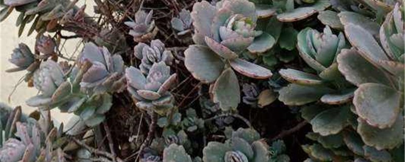 蝴蝶之舞的养殖办法和留意事项