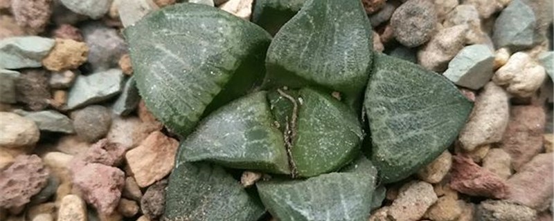 贝叶寿的养殖办法和留意事项