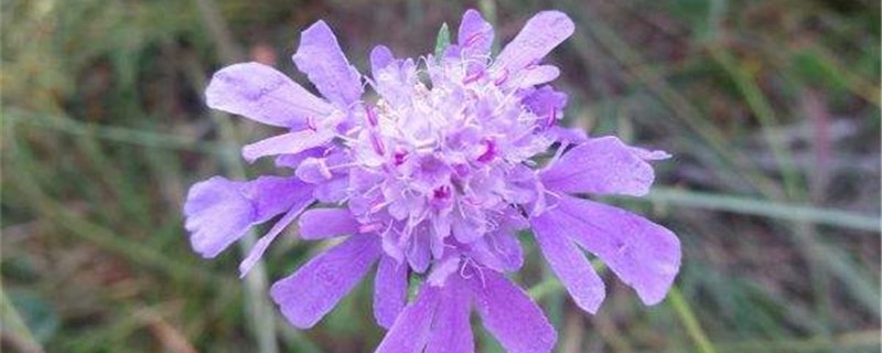 蓝盆花的养殖办法和留意事项