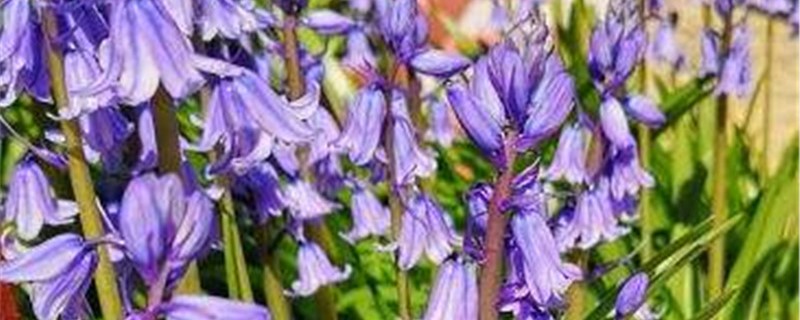 蓝铃花的养殖办法和留意事项