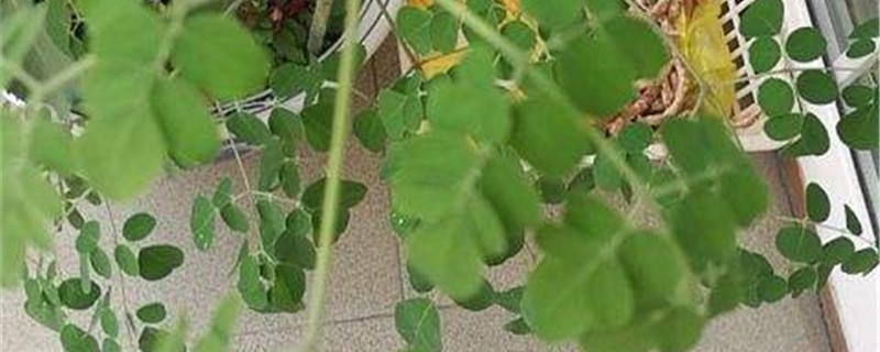 辣木籽的养殖办法和留意事项