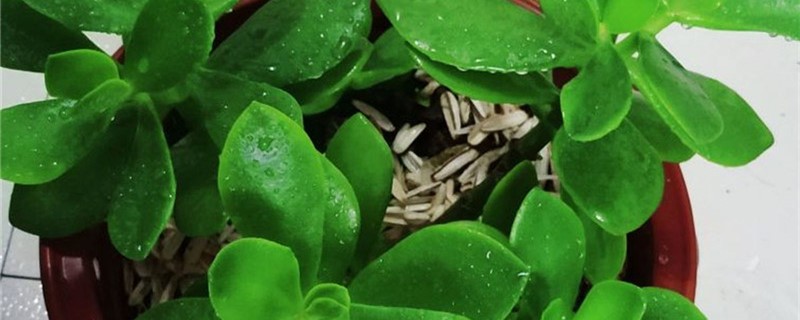 景天树的养殖办法和留意事项