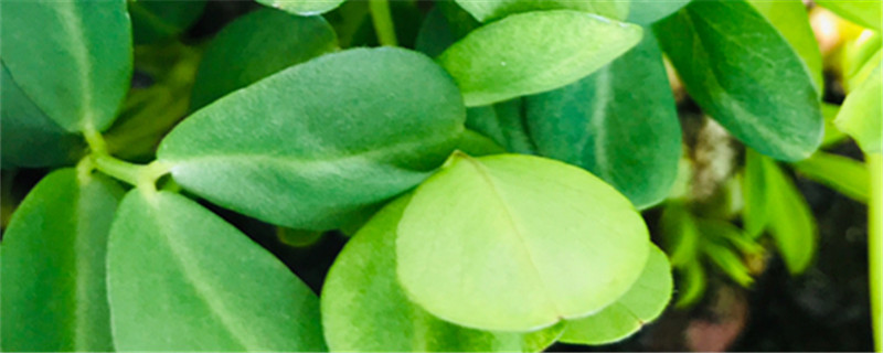 花生长在土里还是地上，种花生的简单办法