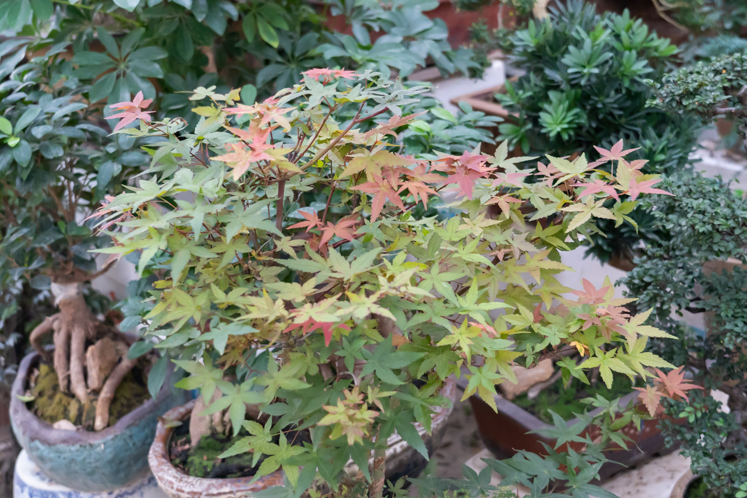 大悟红叶节是什么时候，大悟乌桕红叶最佳时间