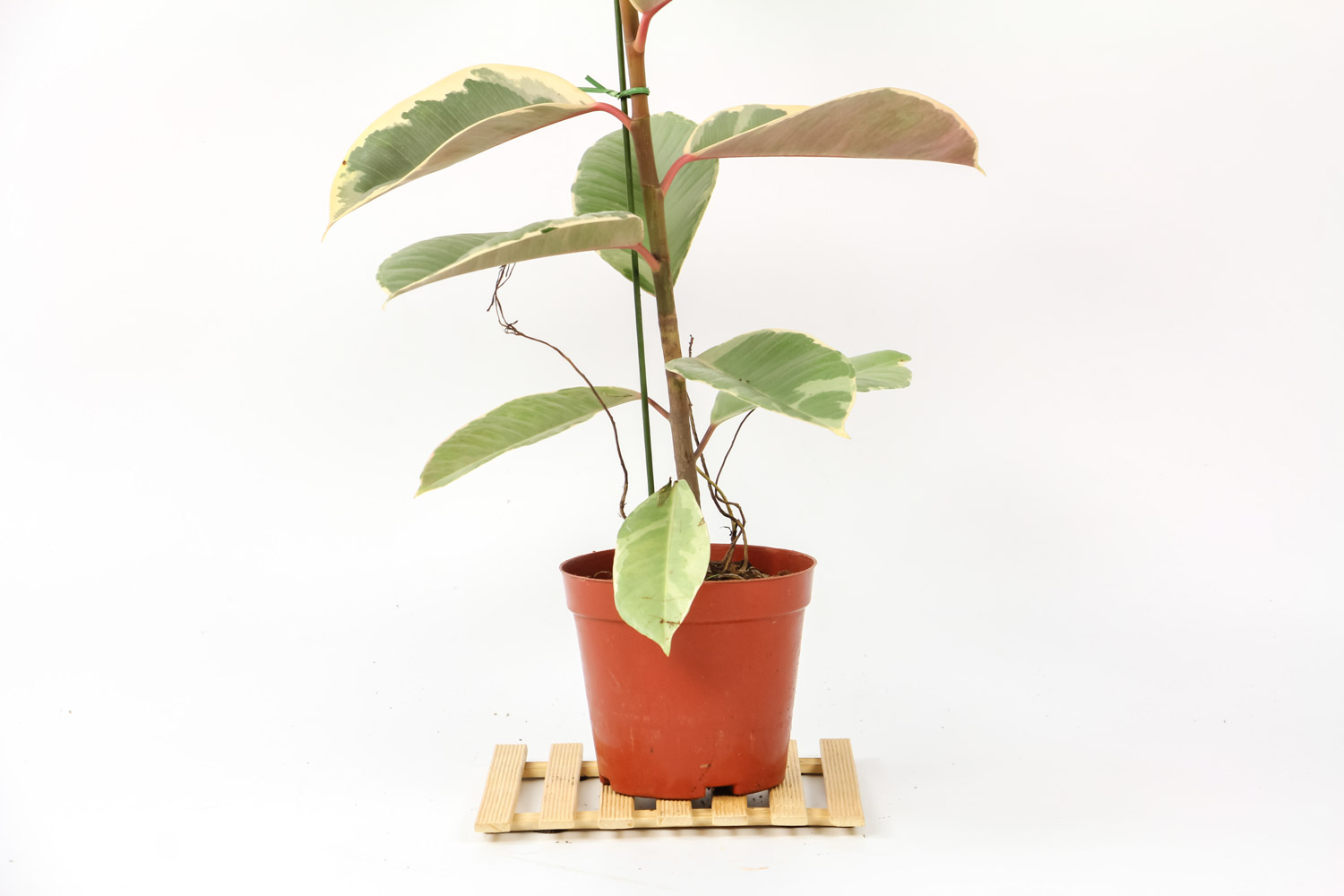 橡皮树适合放在家里养吗，可以在什么地方养