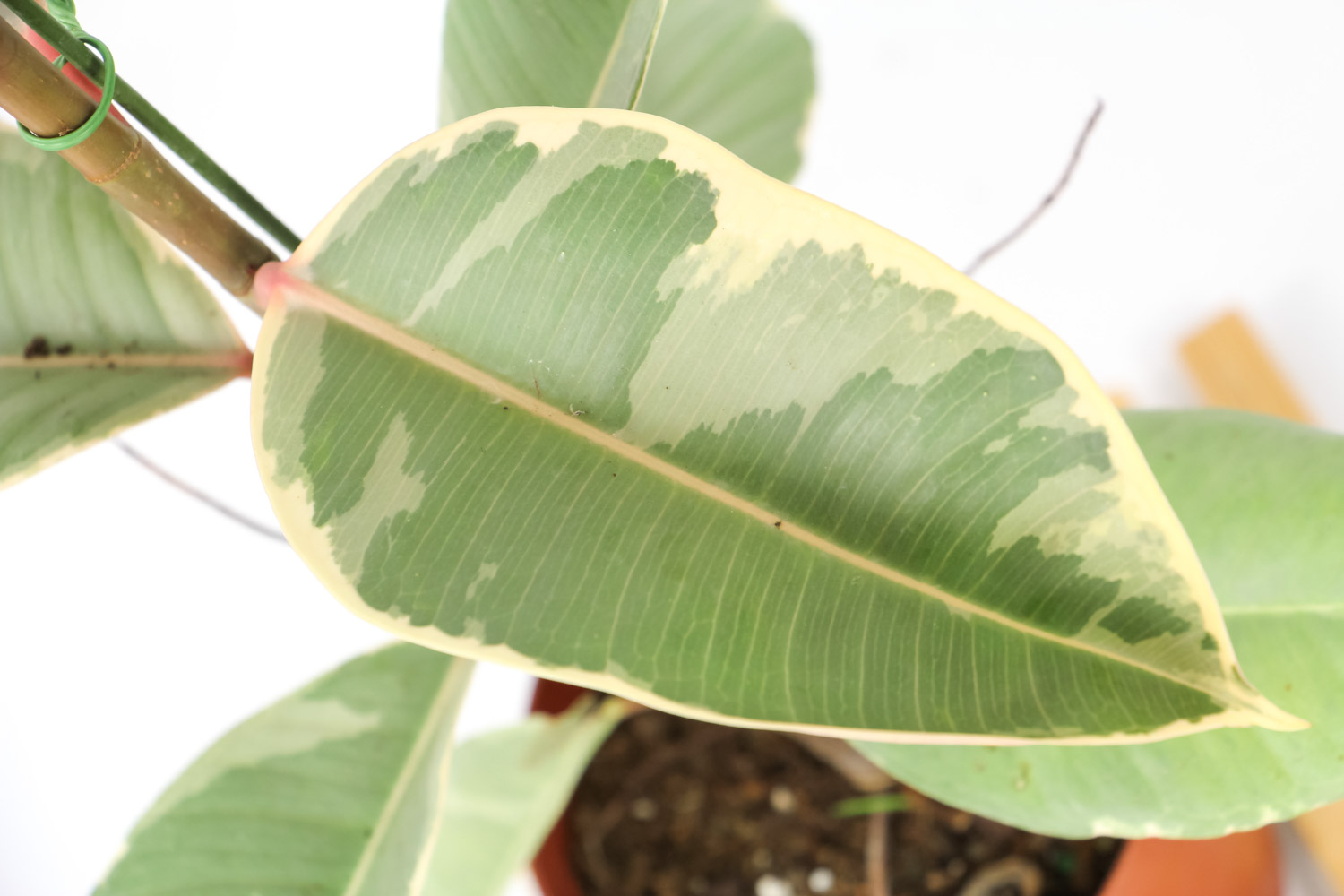 橡皮树适合放在家里养吗，可以在什么地方养