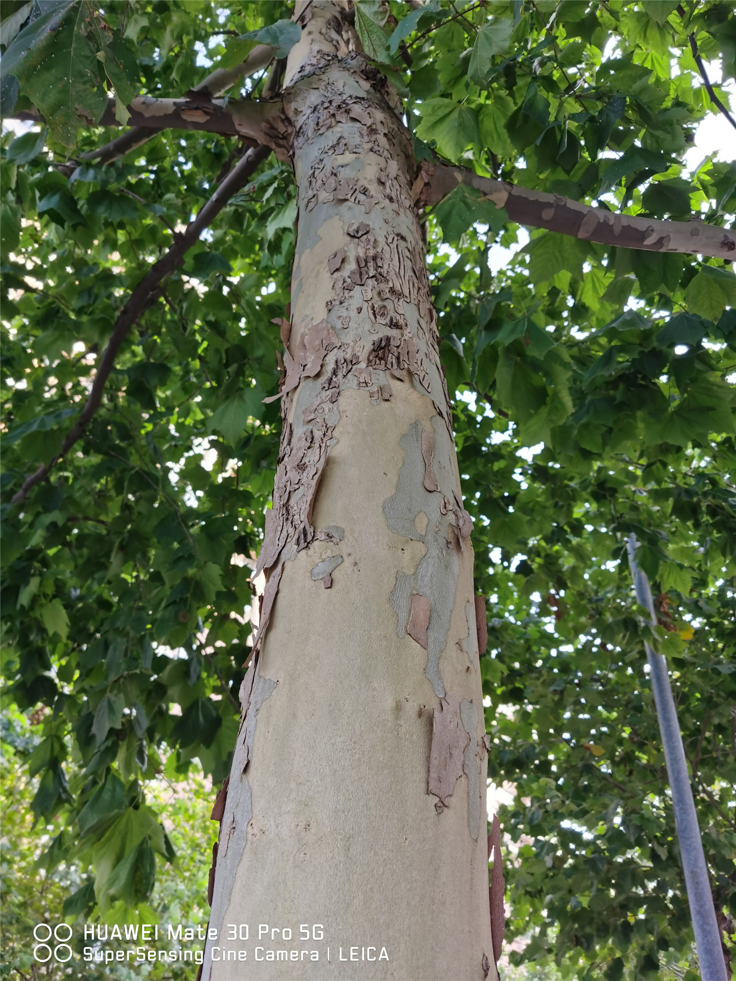 梧桐 梧桐树的特点,梧桐树的作用