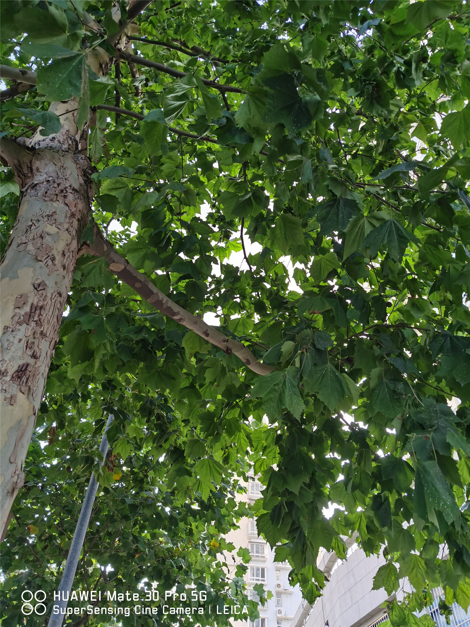 梧桐 梧桐树的特点,梧桐树的作用