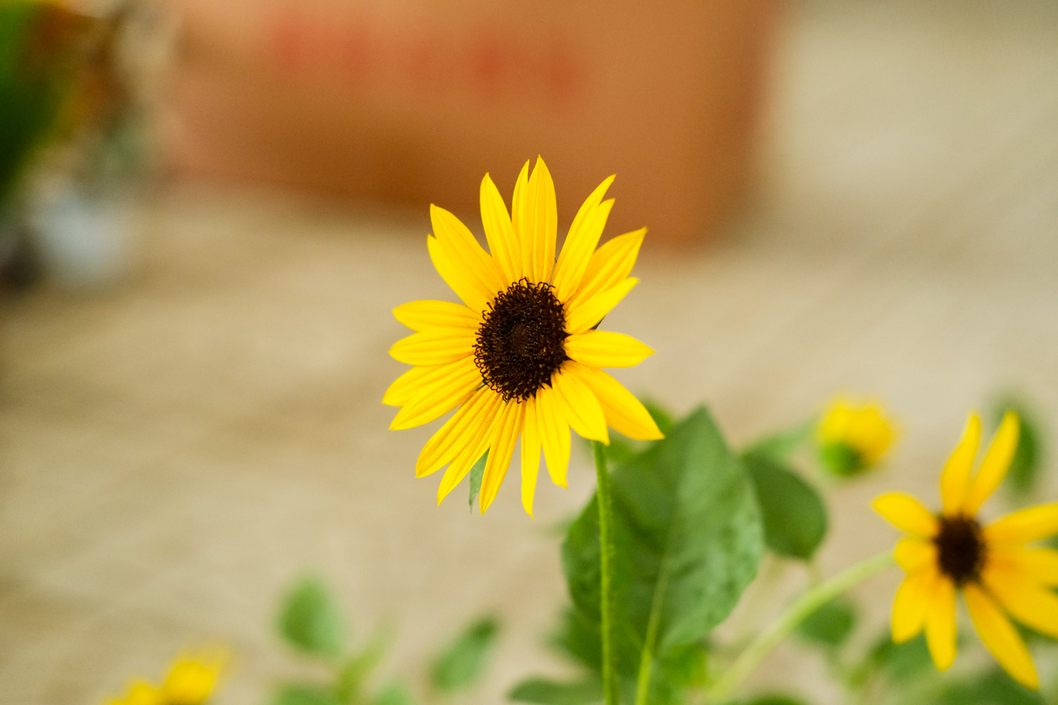 向日葵早上中午晚上有什么变化，一天中几点开花