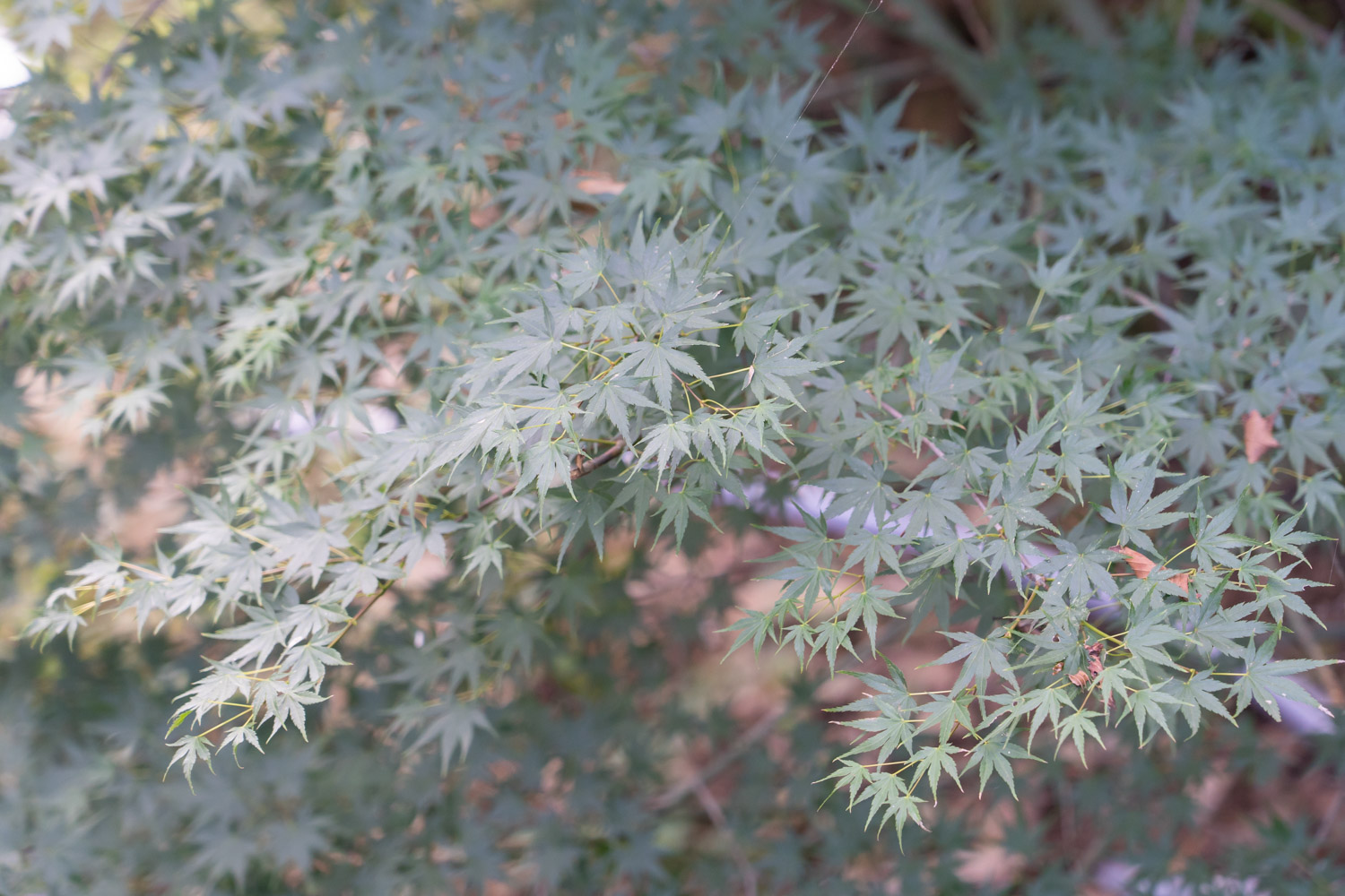 青岛八大关枫叶红的时间，八大关枫叶什么时候落