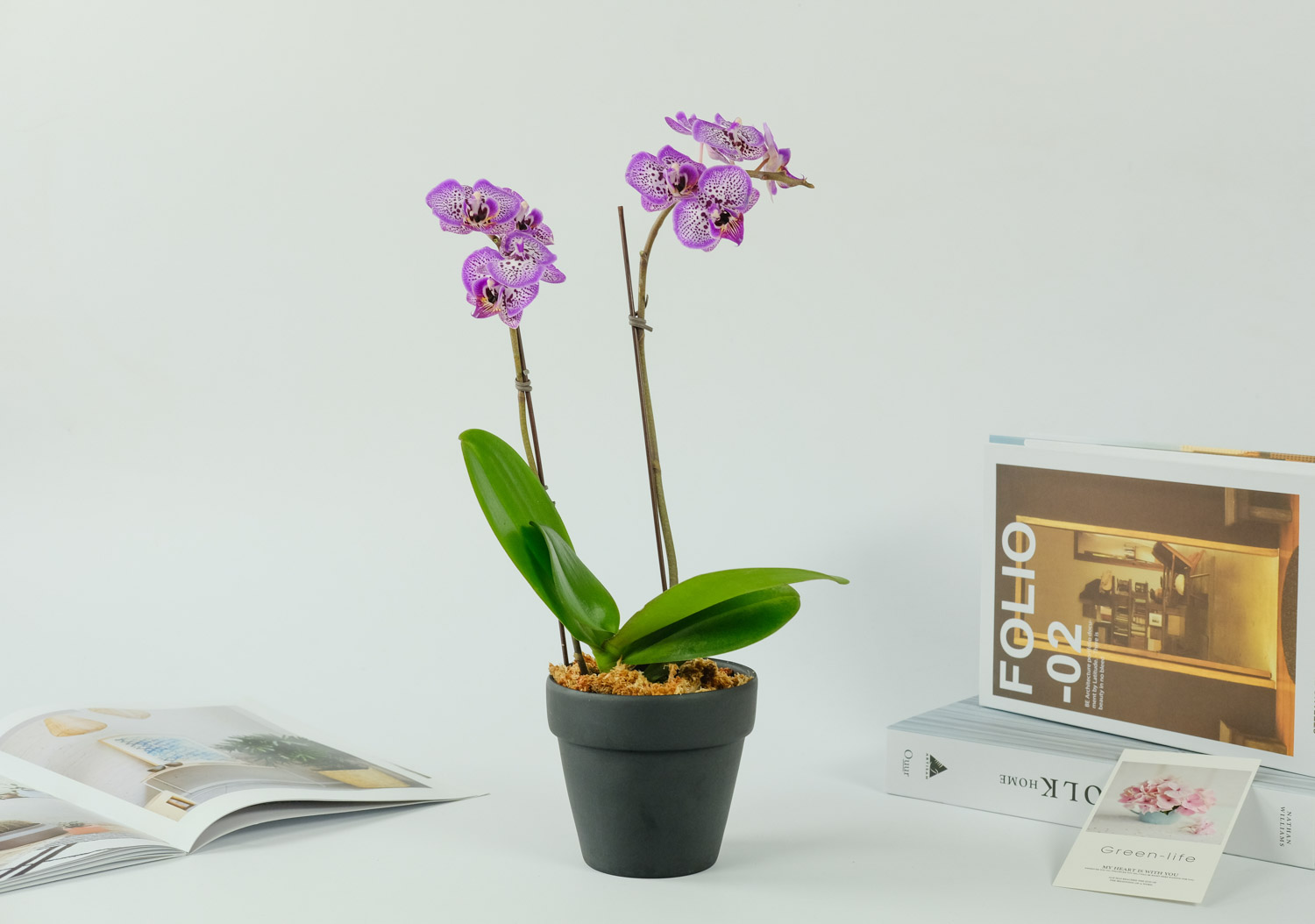 蝴蝶兰的养殖办法，养殖留意事项有哪些