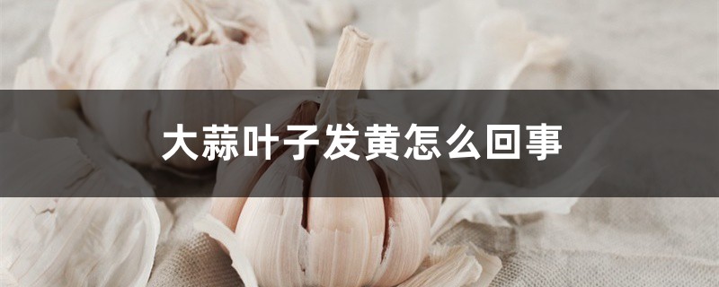 大蒜叶子发黄如何回事，如何办