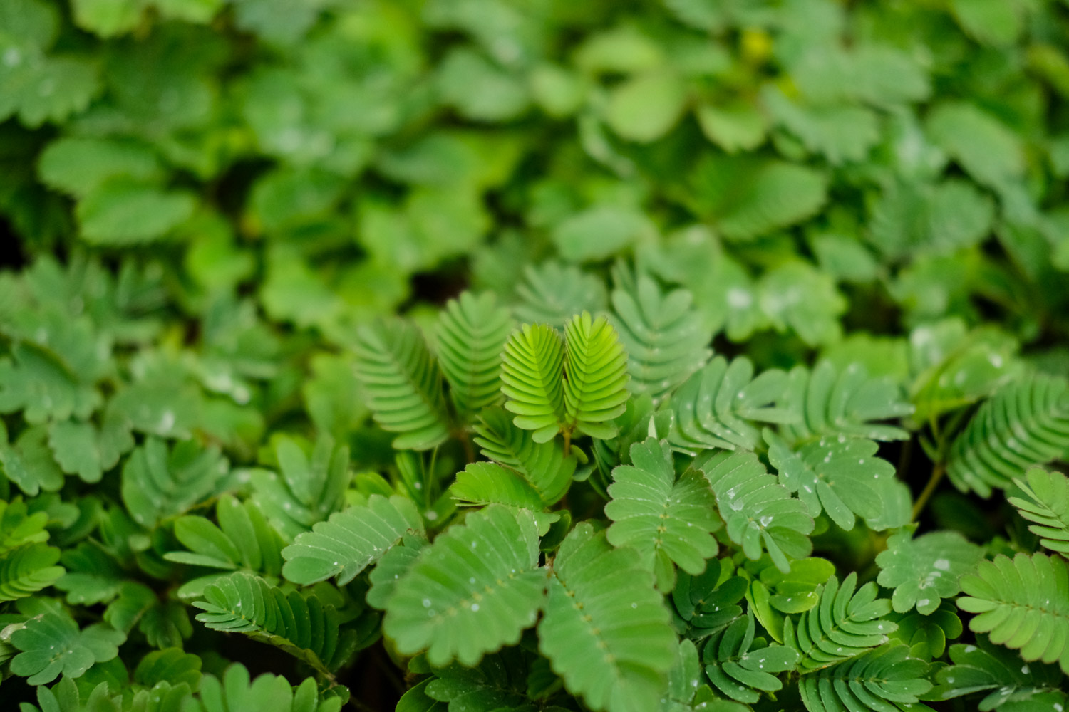 含羞草一天的变化过程，早上到晚上的变化
