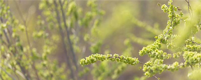 榆木是什么树，养殖办法是什么