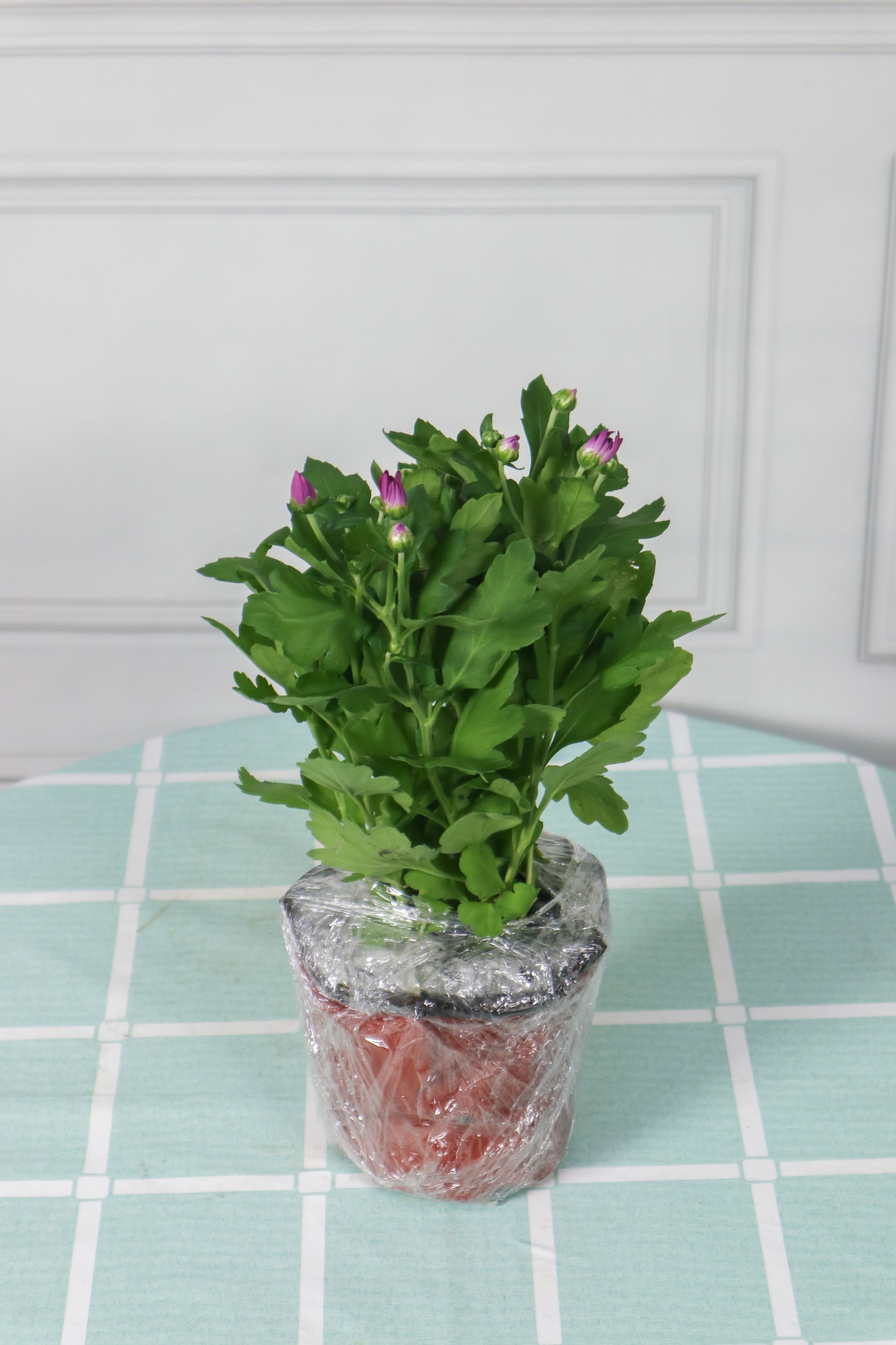 千头菊一年开几次