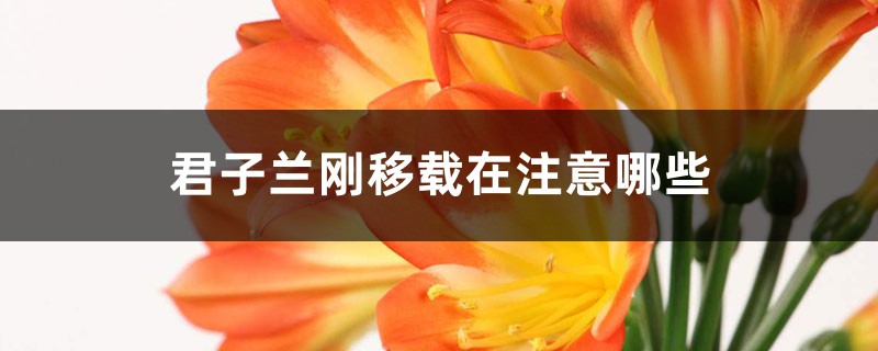 君子兰刚移栽留意哪些