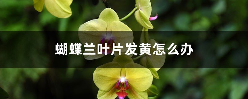 蝴蝶兰叶片发黄如何办，如何回事