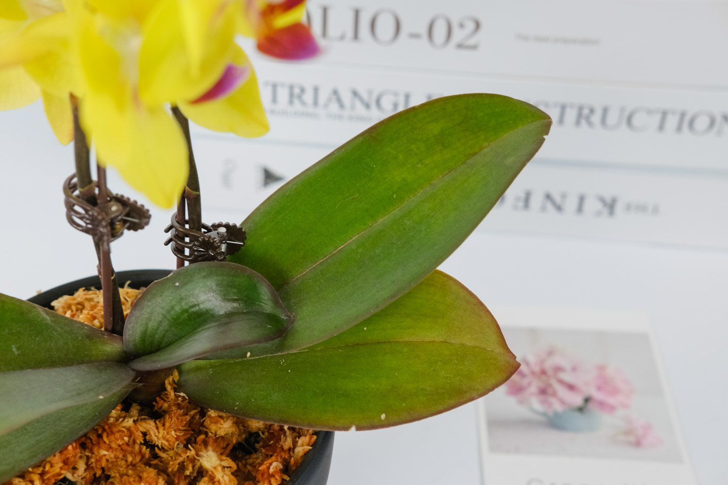 蝴蝶兰叶片发黄如何办，如何回事