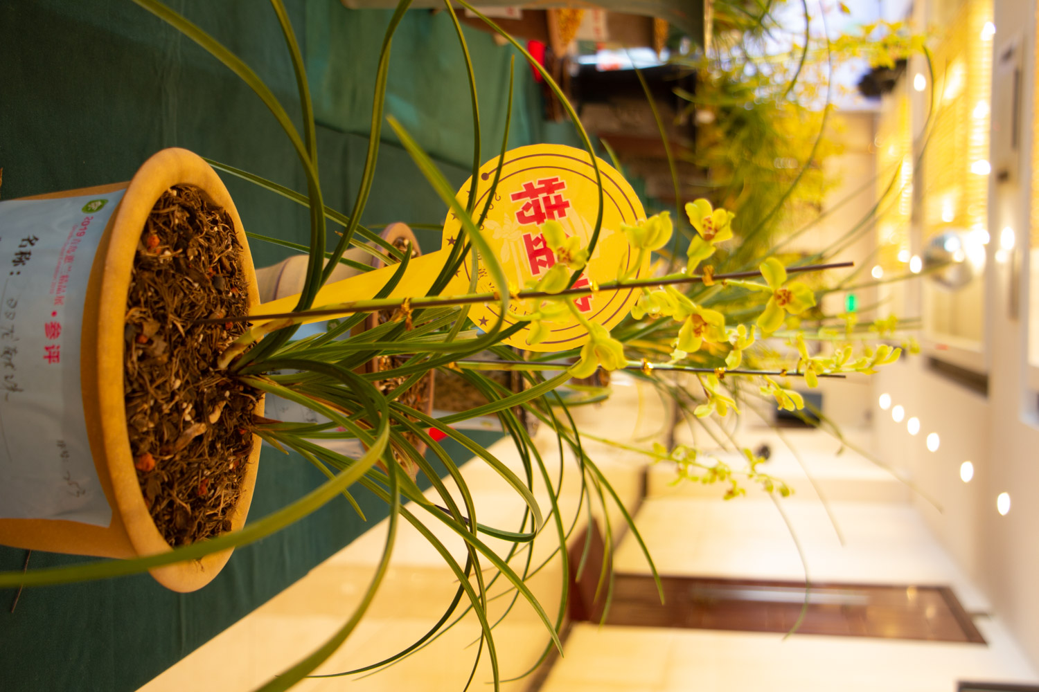 兰花叶子发黄是什么原因，该如何处理