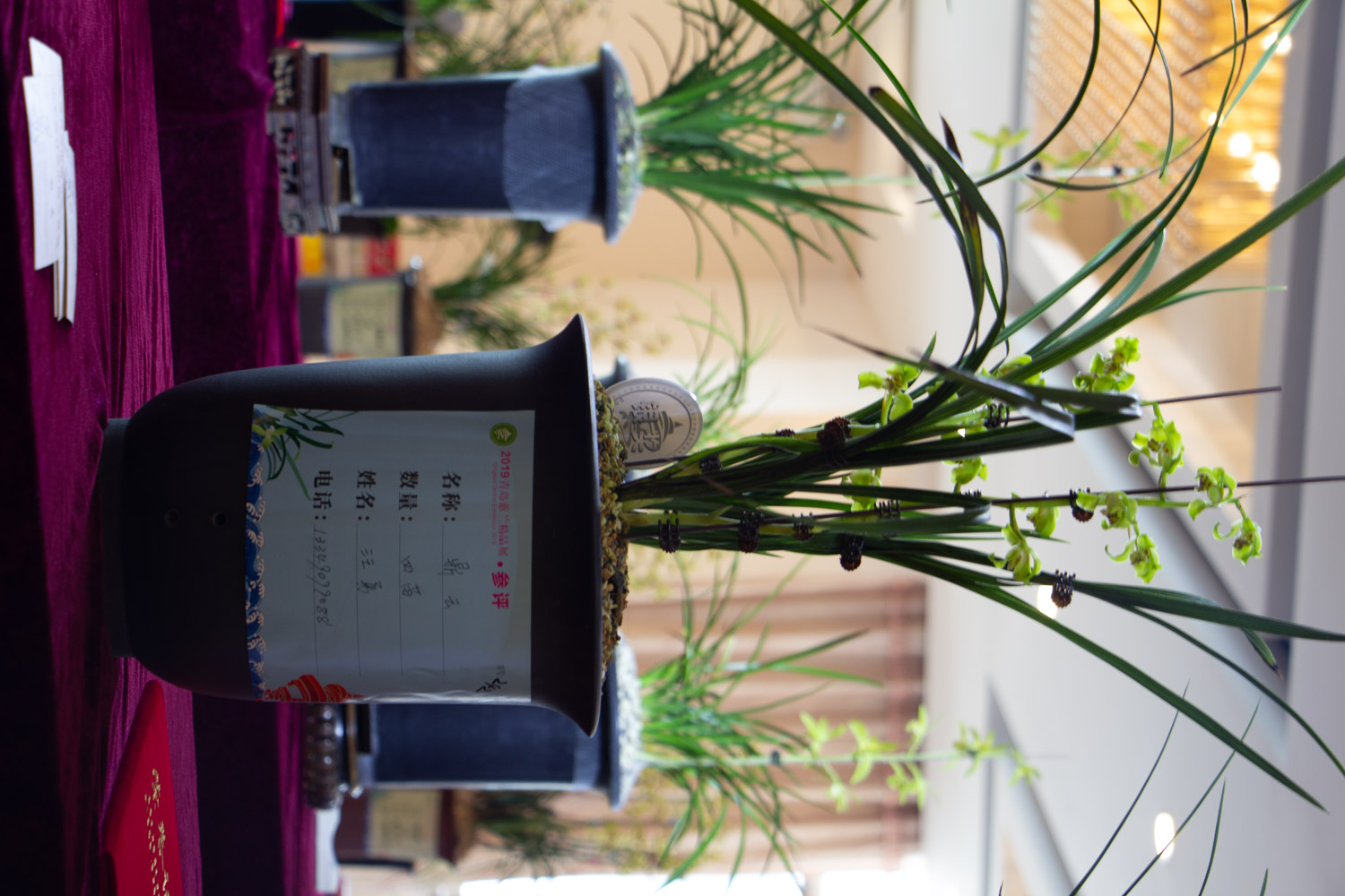 兰花叶子发黄是什么原因，该如何处理