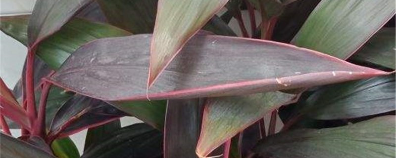 朱蕉叶子黄了如何办，叶子干枯如何办