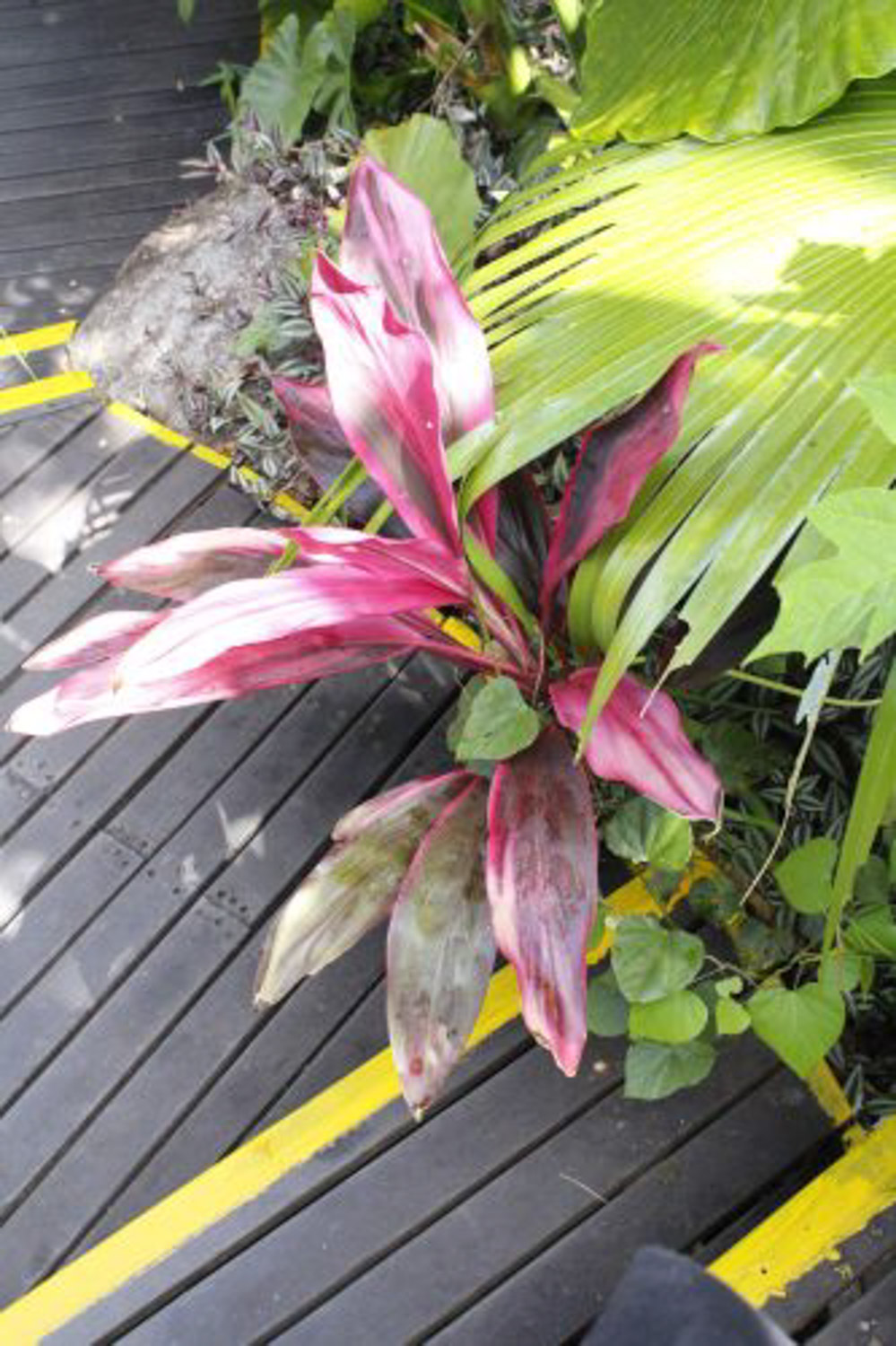 朱蕉叶子黄了如何办，叶子干枯如何办