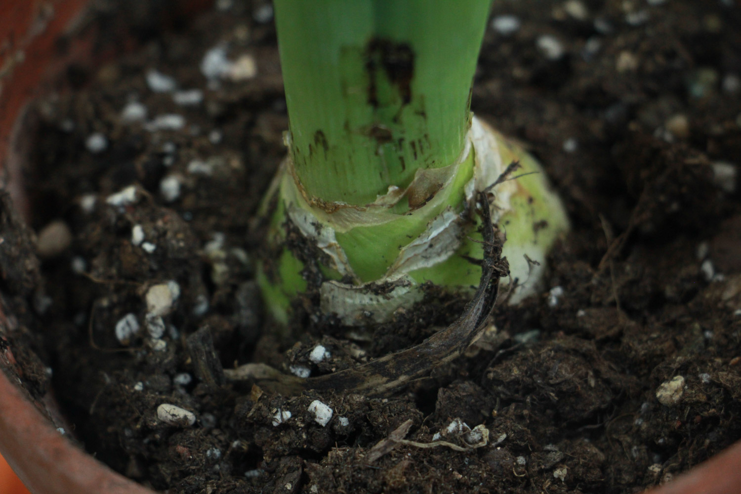 风信子干叶子是如何回事