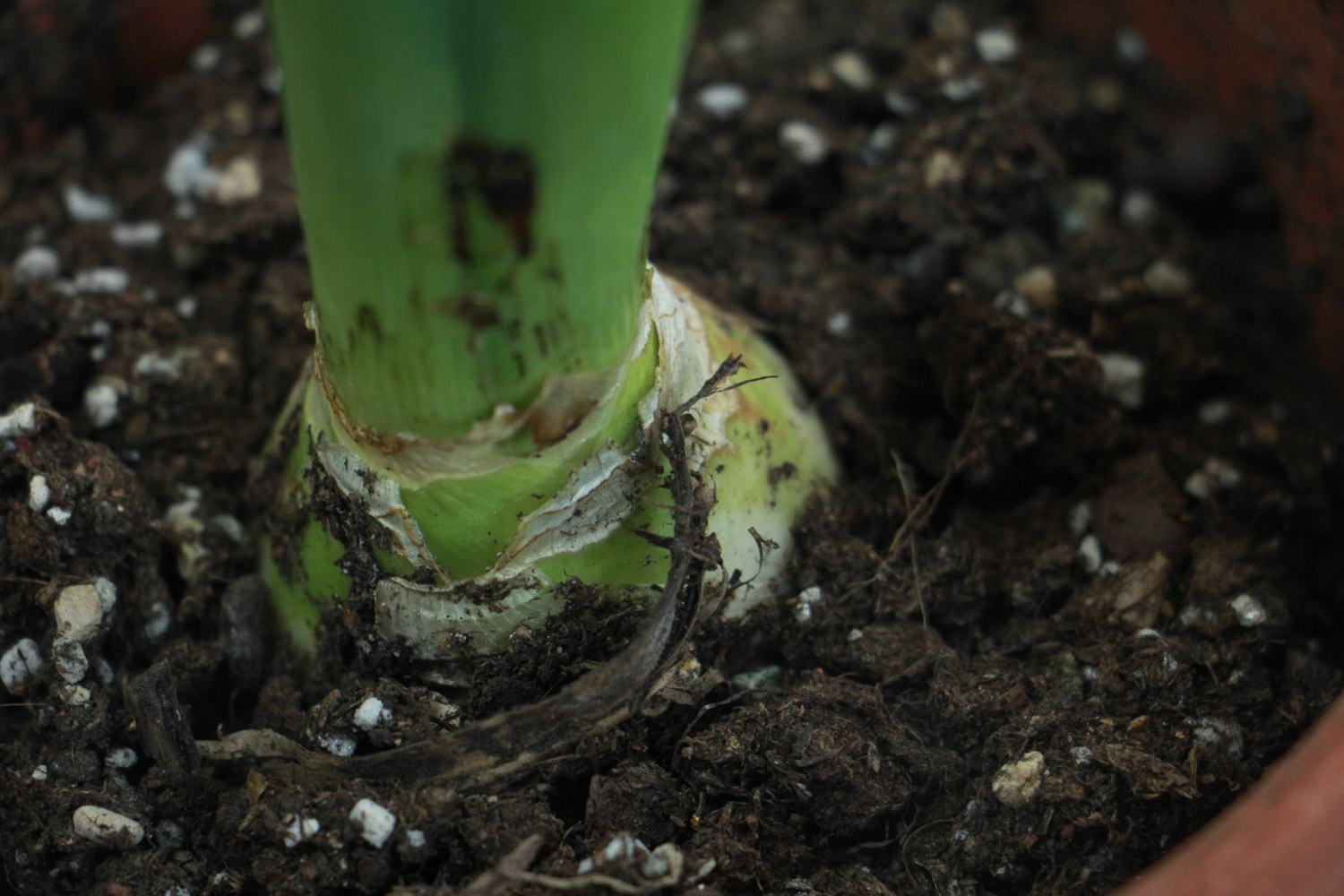 风信子干叶子是如何回事