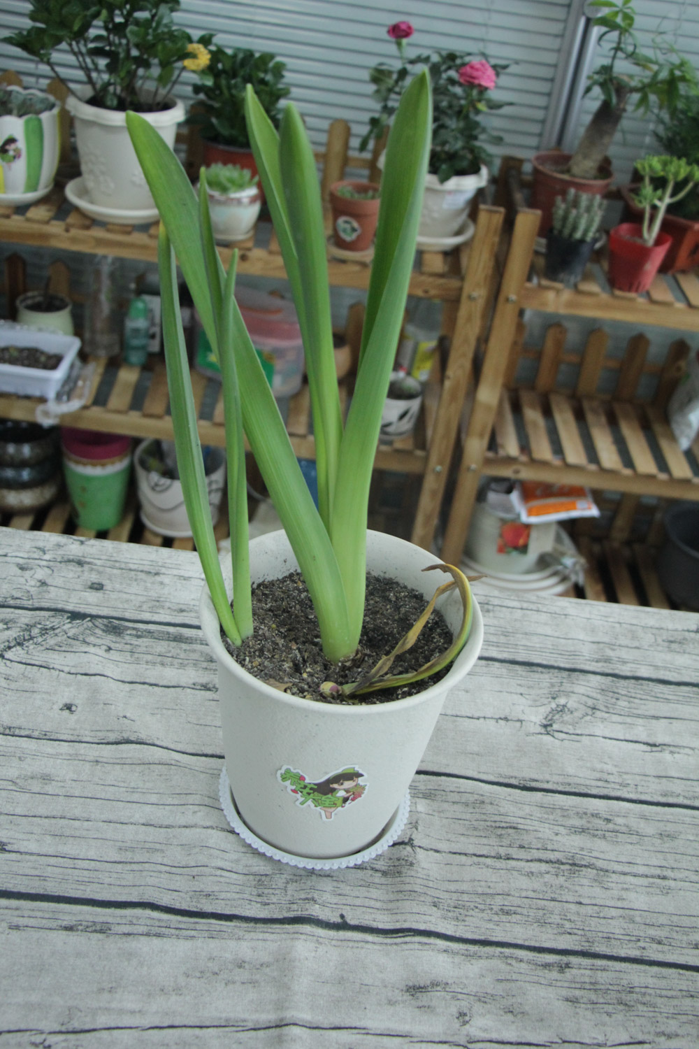 风信子干叶子是如何回事