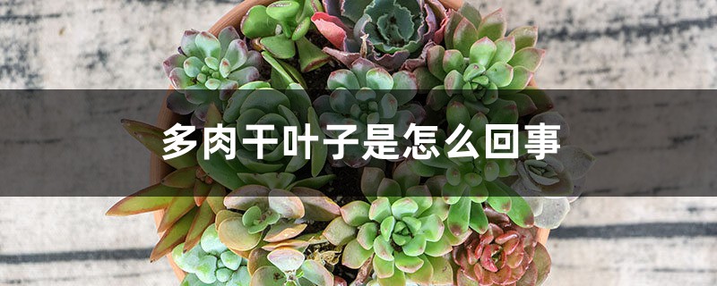 多肉干叶子是如何回事