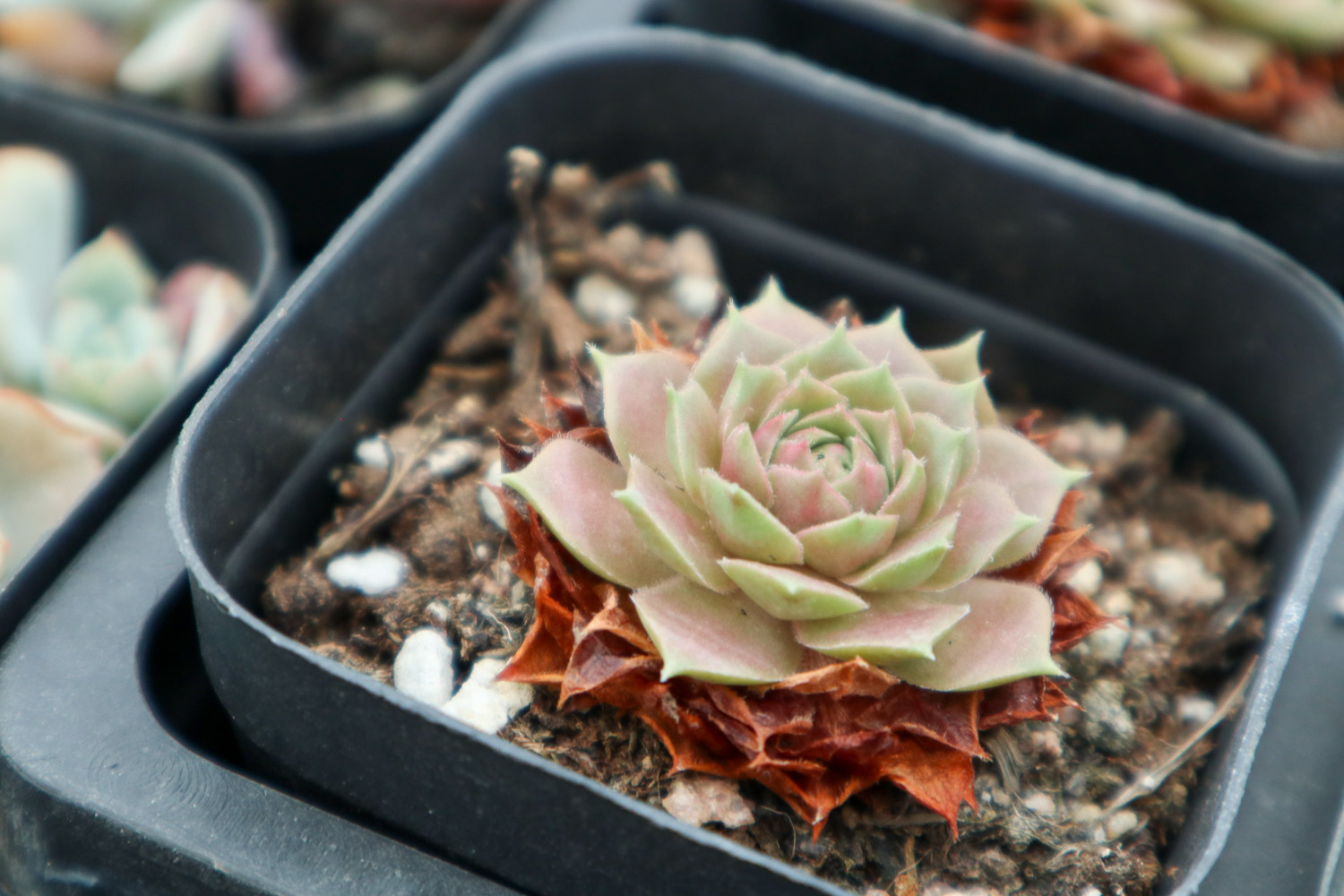 多肉干叶子是如何回事