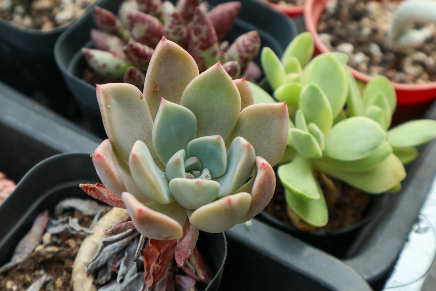 多肉干叶子是如何回事