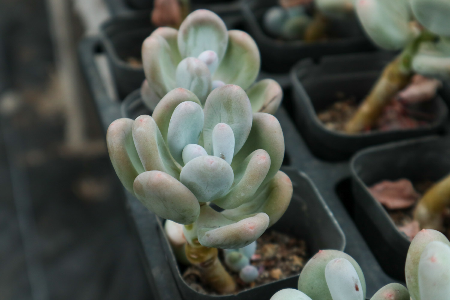 多肉干叶子是如何回事