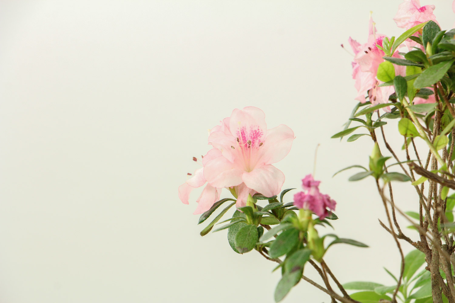 杜鹃干叶子是如何回事