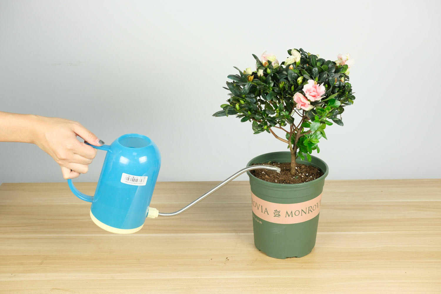 杜鹃干叶子是如何回事