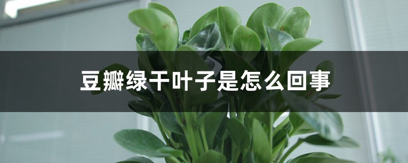 豆瓣绿干叶子是如何回事