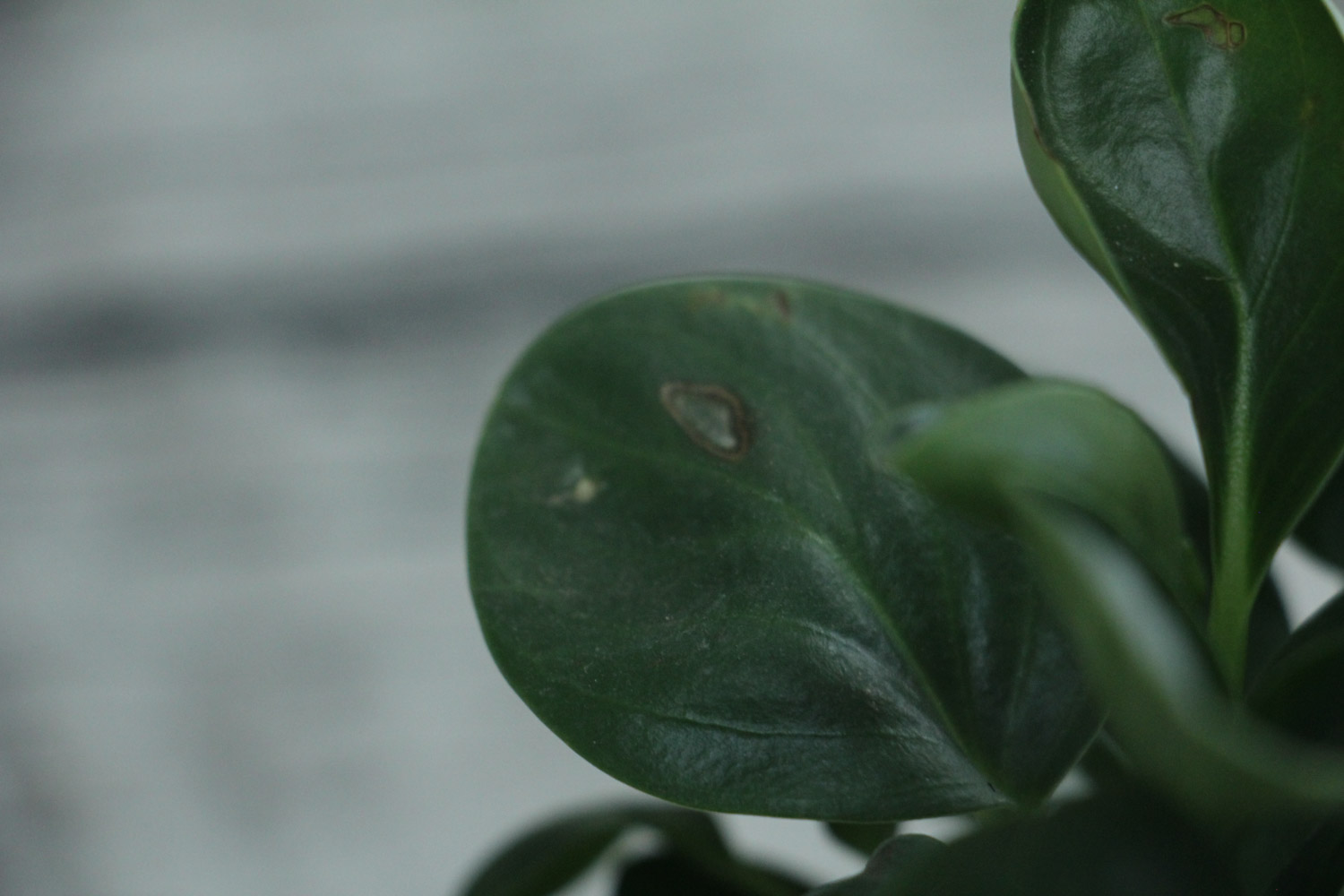 豆瓣绿干叶子是如何回事