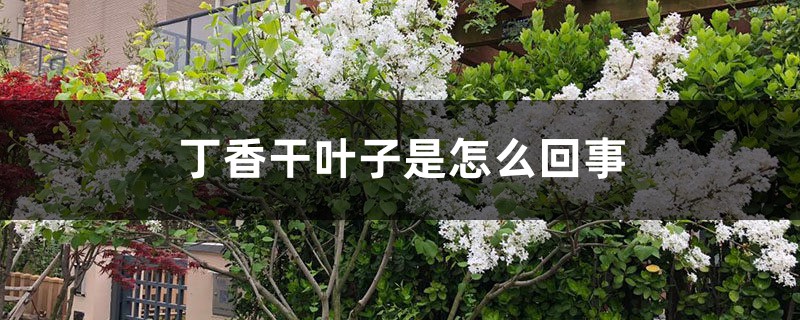 丁香干叶子是如何回事