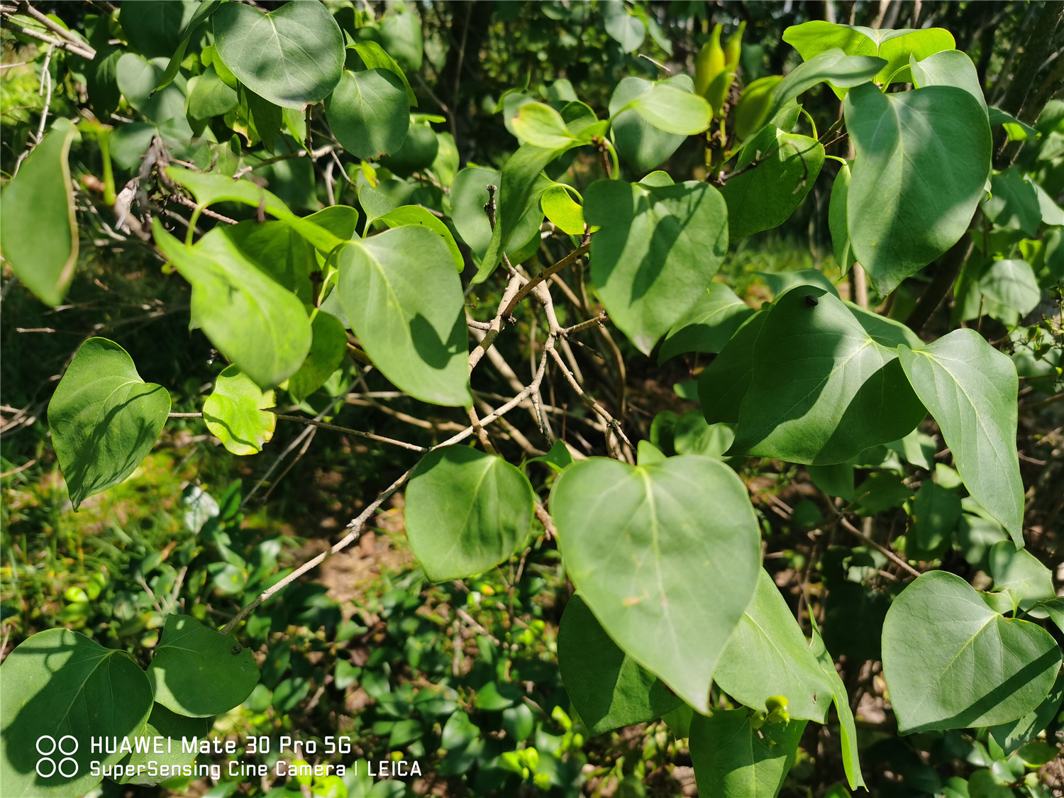 丁香干叶子是如何回事